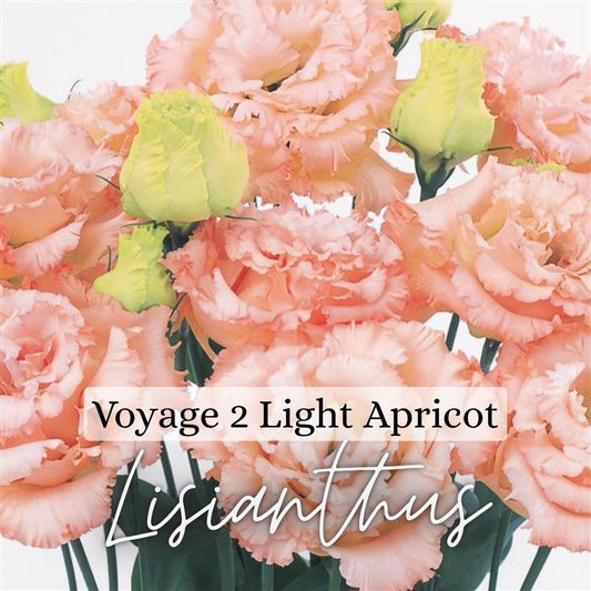 Lisianthus Plant 6-Pack - Voyage II Light Apricot