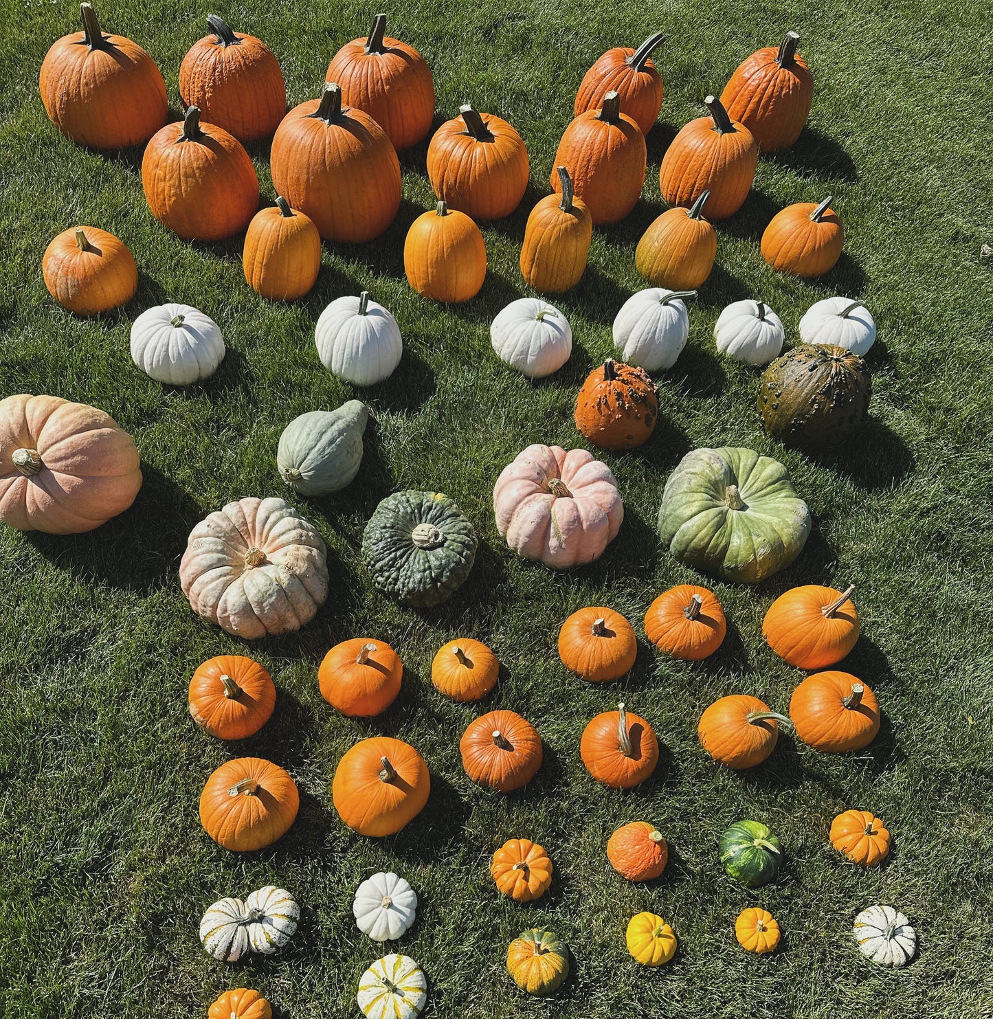 Pumpkin Packages