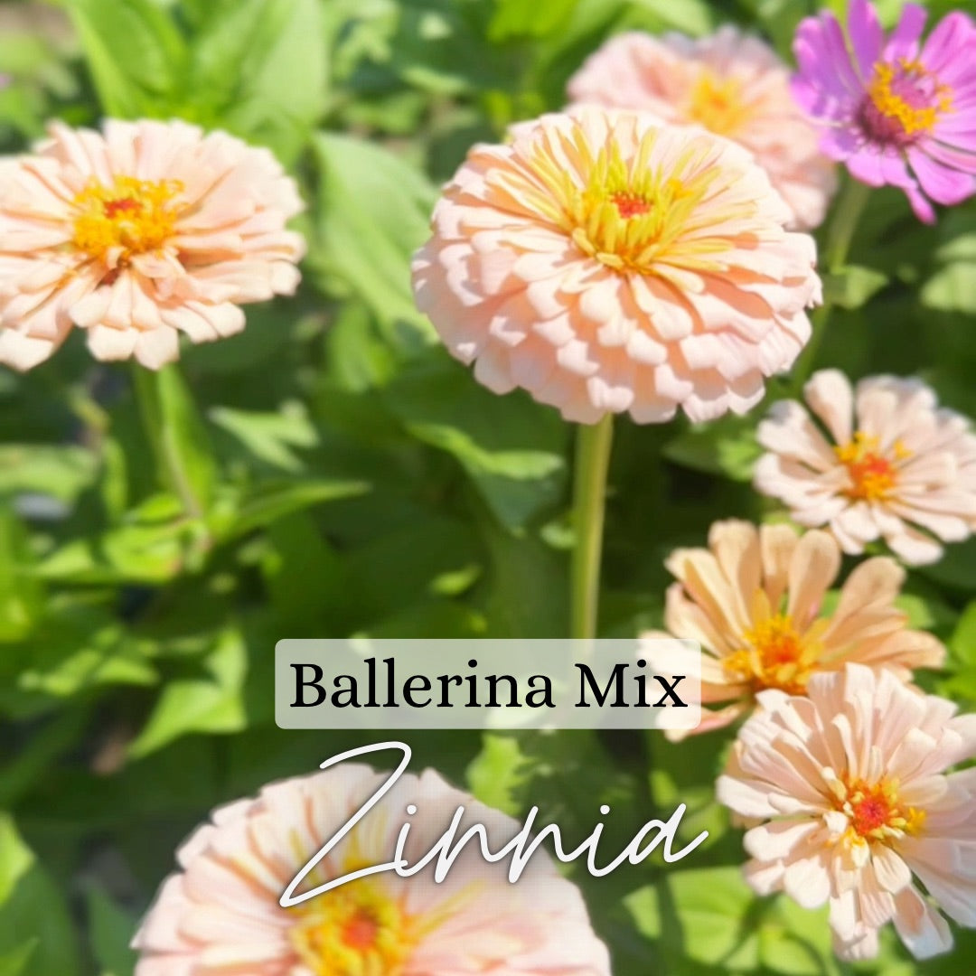 Giant Zinnia Plant 6-Pack - Ballerina Mix – Saltwater Ranch Flower Farm