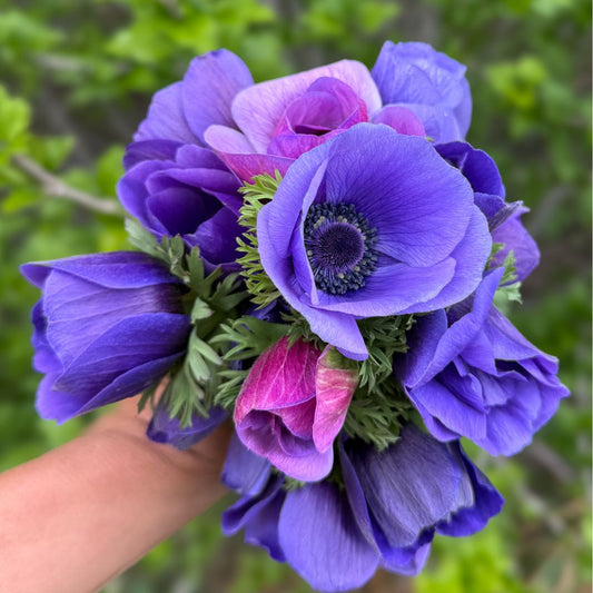 Blue Anemone - 10 Stem Bunch