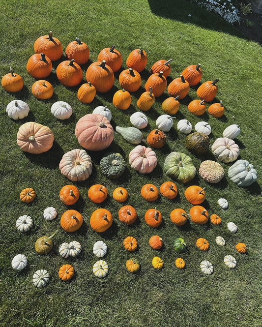 Pumpkin Packages