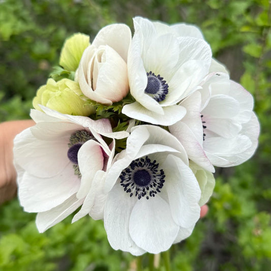 White Anemone - 10 Stem Bunch