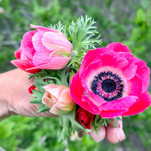 Pink/Red Anemone - 10 Stem Bunch (Copy)