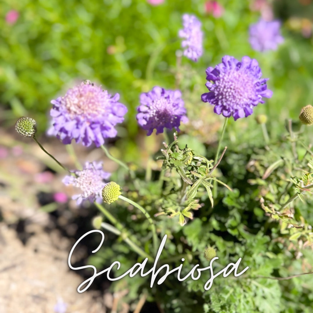 Custom Cut Flower Growers Kit - Cool Weather