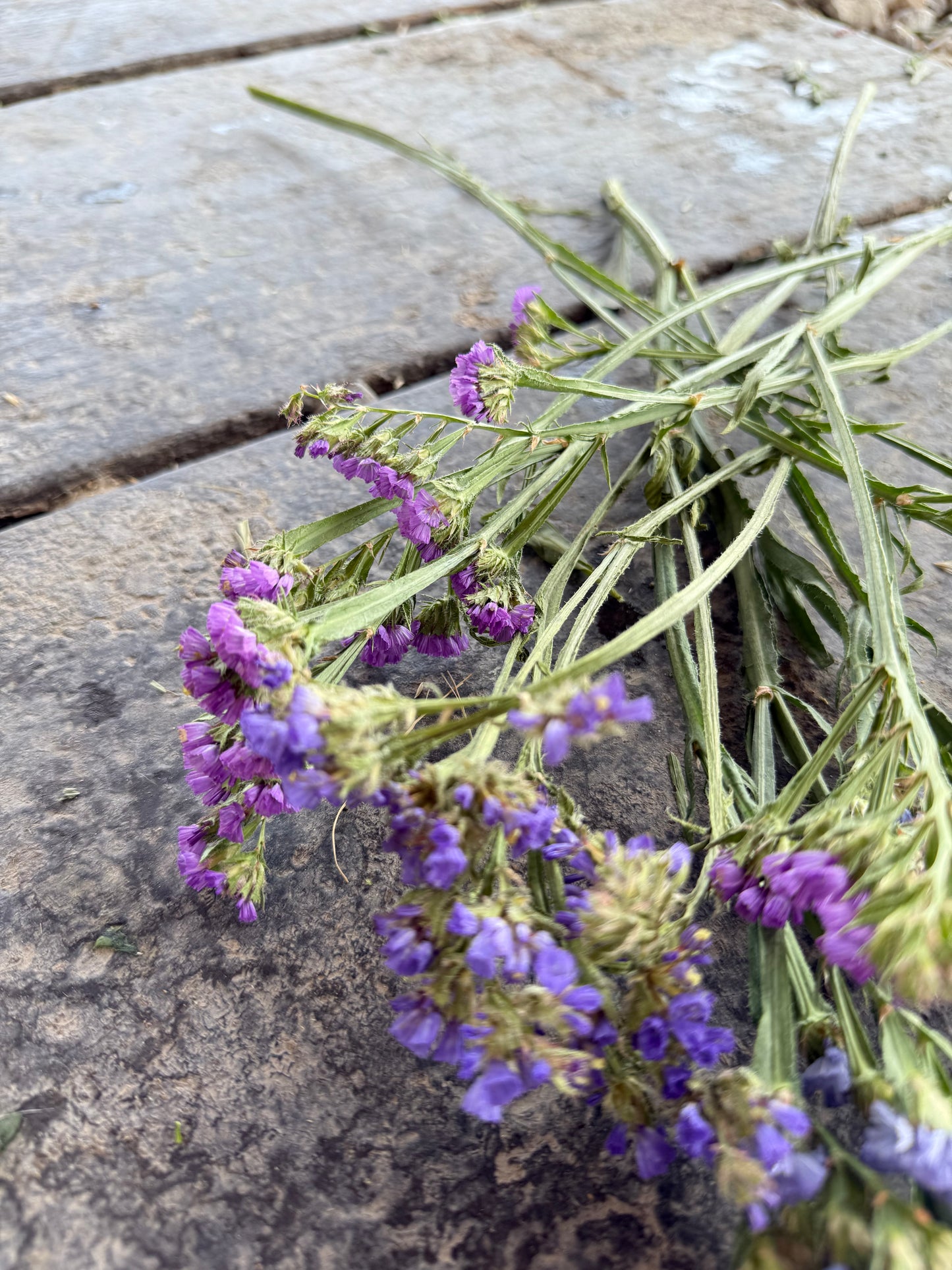 Statice Summer Mix - Plant 6-Pack