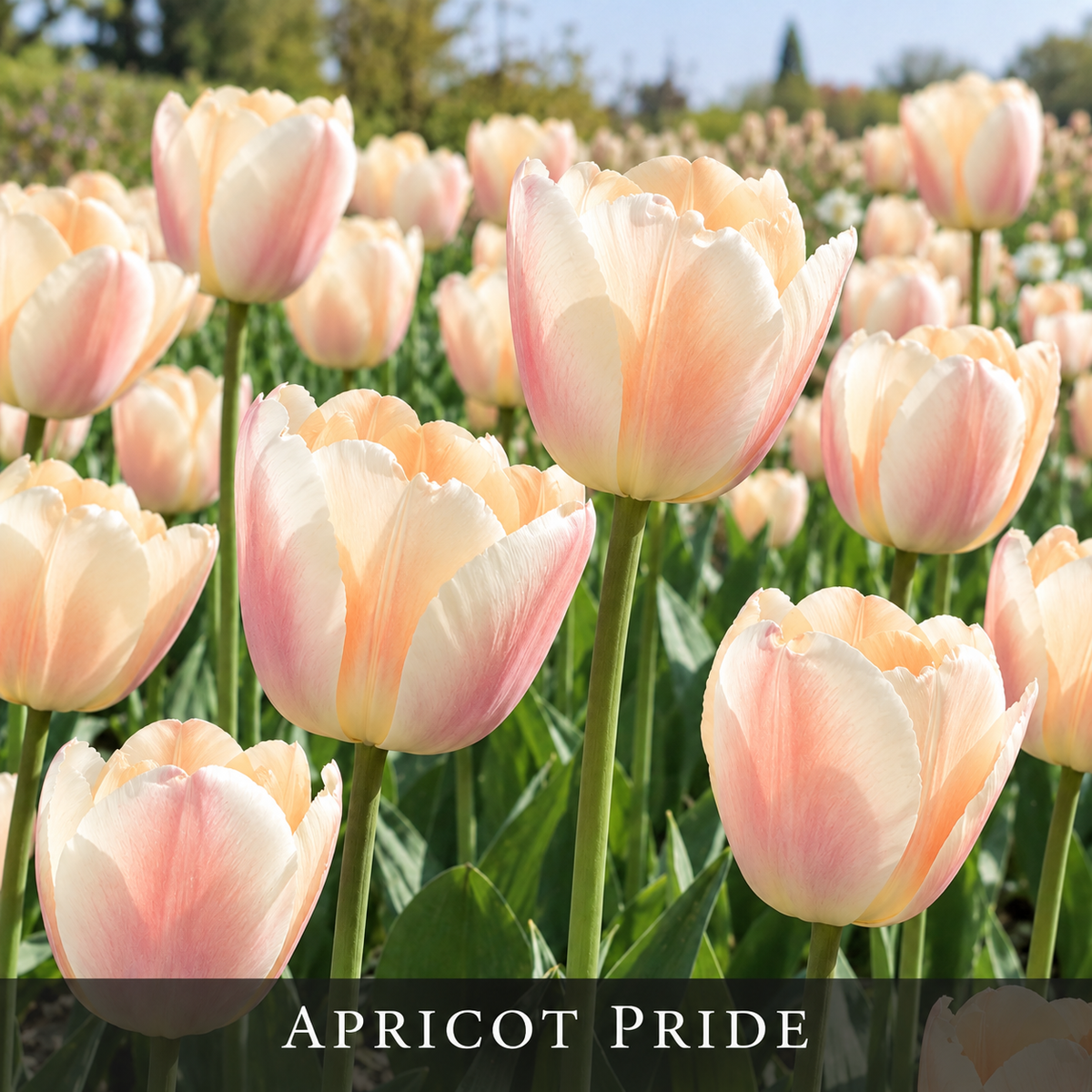 Tulip 'Apricot Pride' (10 Bulbs)