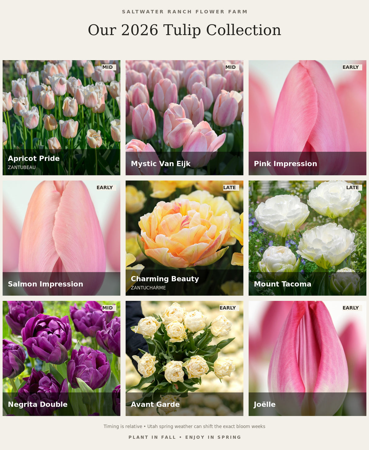 Tulip 'Negrita Double’ (10 Bulbs)