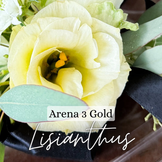 Lisianthus Plant 6-Pack - Arena III Gold