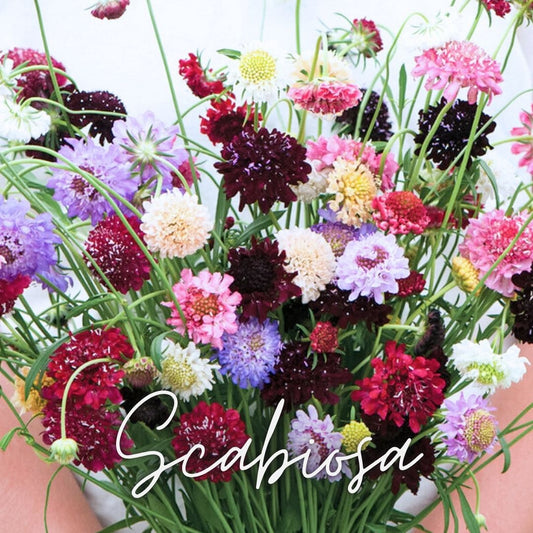 Scabiosa Formula Mix - Plant 6-Pack