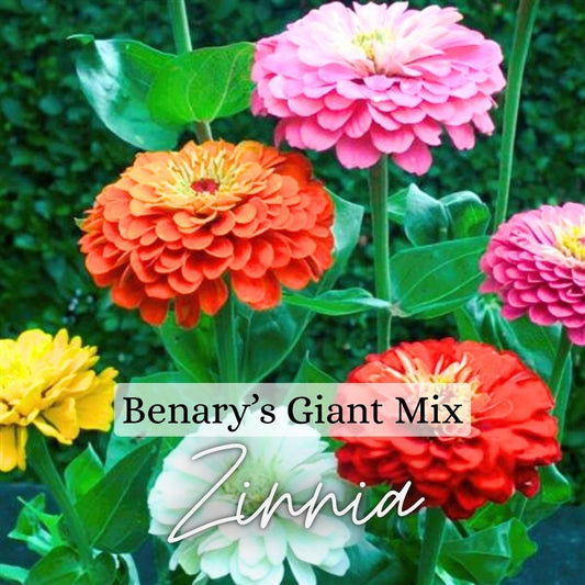 Giant Zinnia Plant 6-Pack - Benary’s Mix