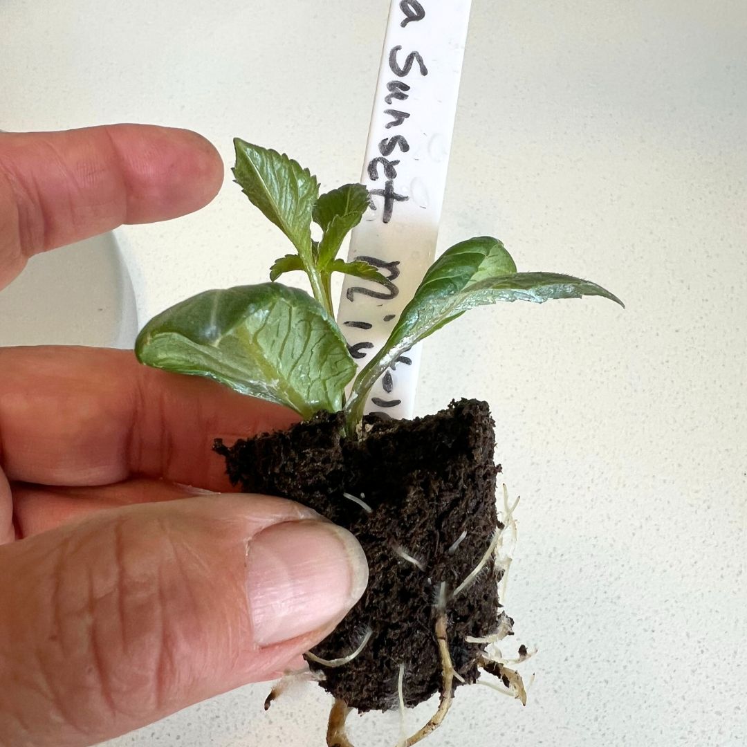 Specialty Cut: Flower Transplants + Seedlings