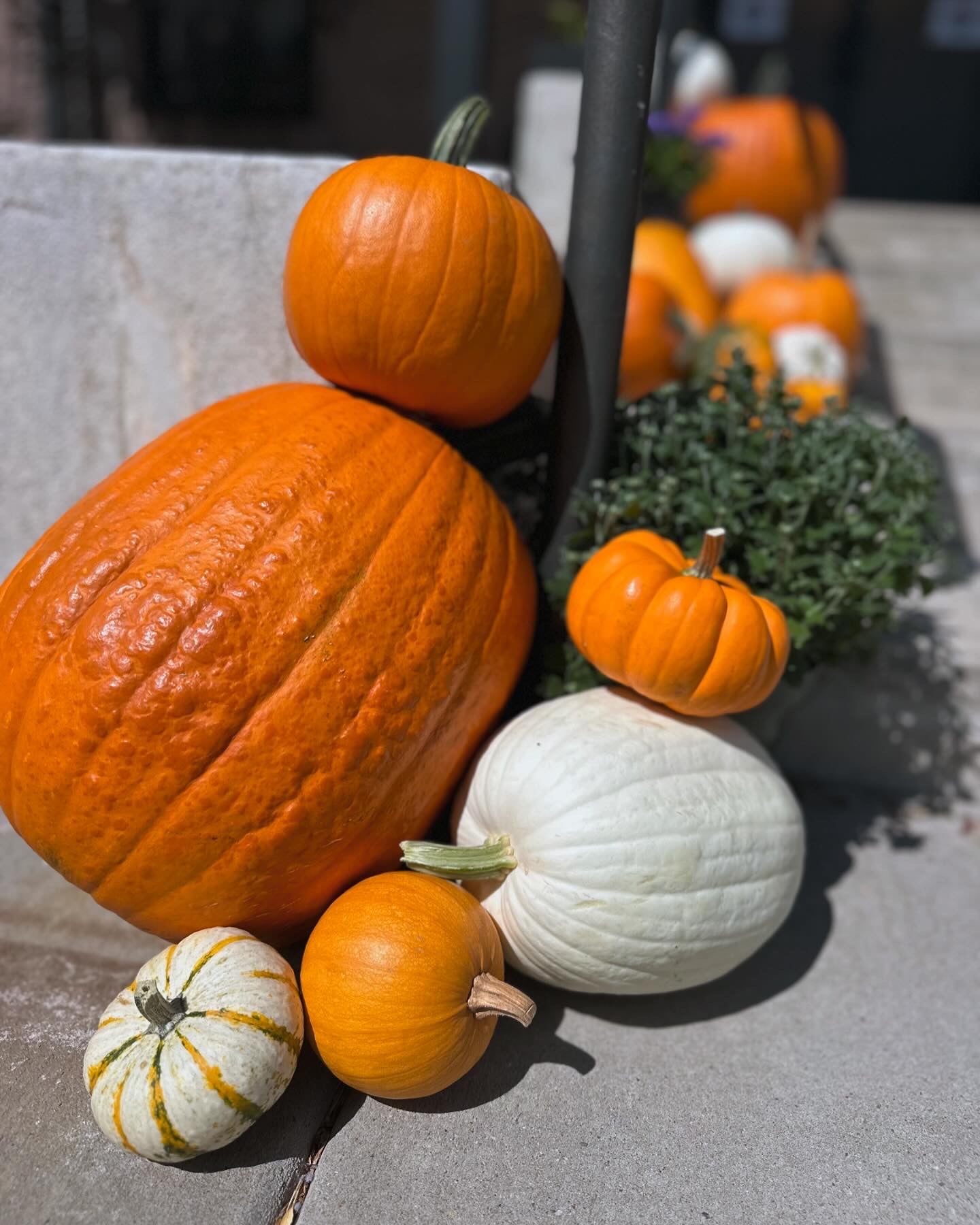 Jack O'Lanterns