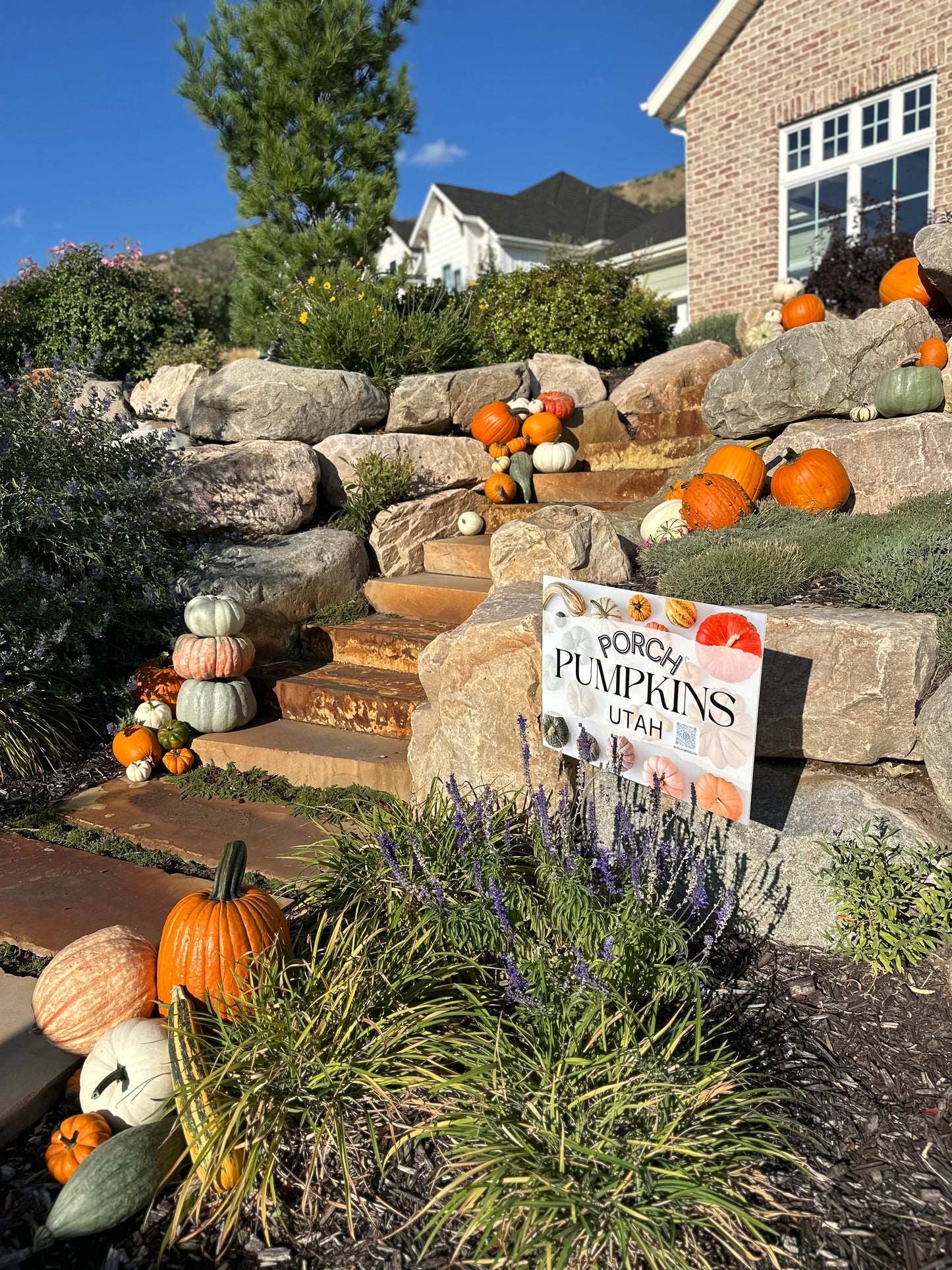 Pumpkin Set Up & Design