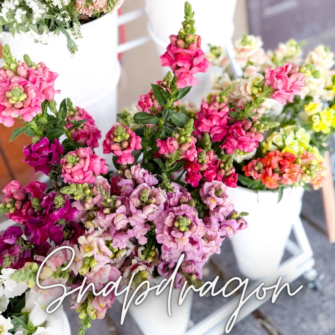 Custom Cut Flower Growers Kit - Cool Weather