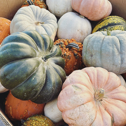 Specialty Pumpkins