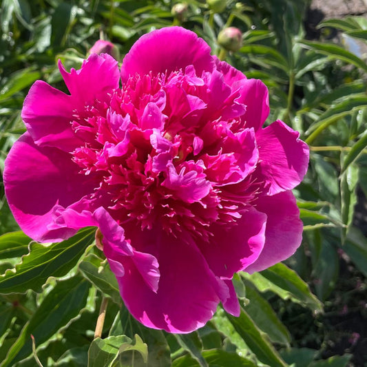 Magenta Double Peony (5 Stem Bunch)