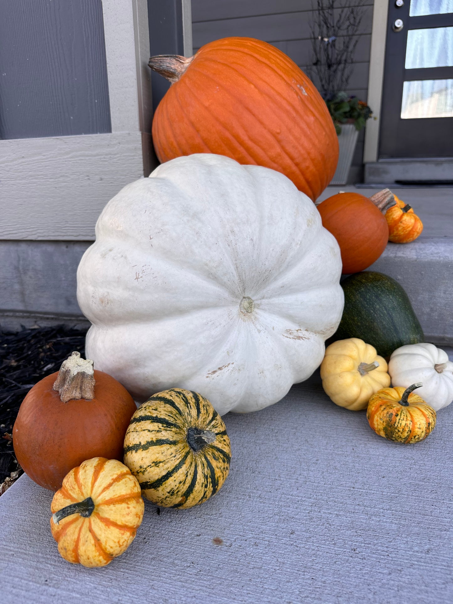 White Jack Pumpkins