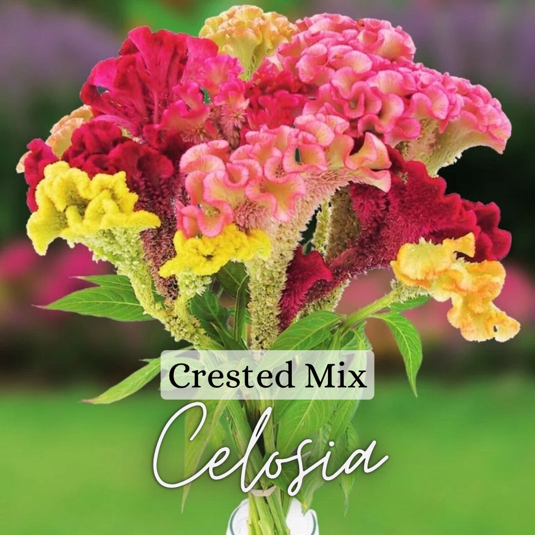 Crested Celosia Plant 6-Pack – Saltwater Ranch Flower Farm