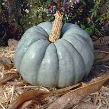 Specialty Pumpkins 6-Pack