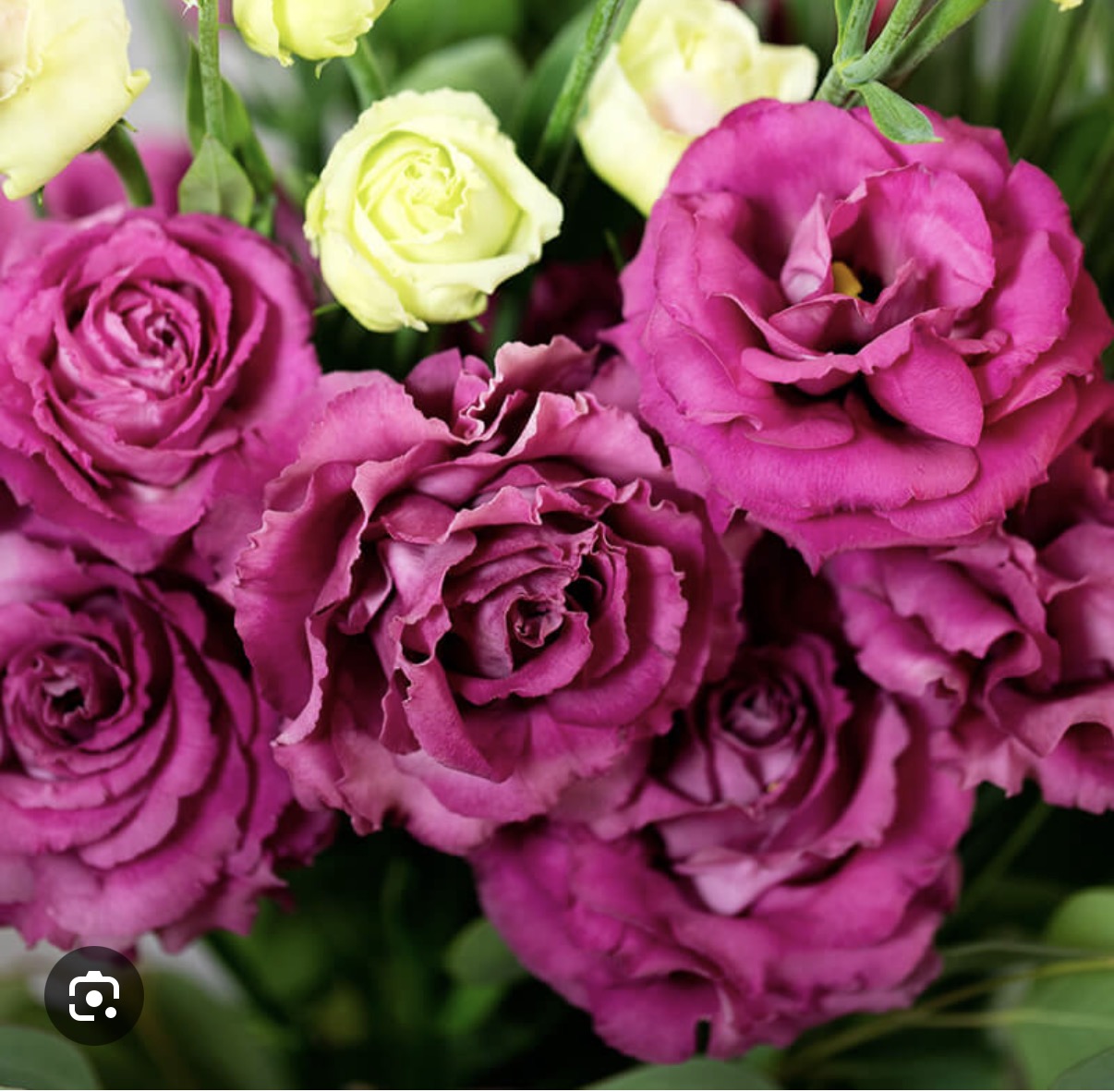 Lisianthus Plant 6-Pack - Voyage II Rose