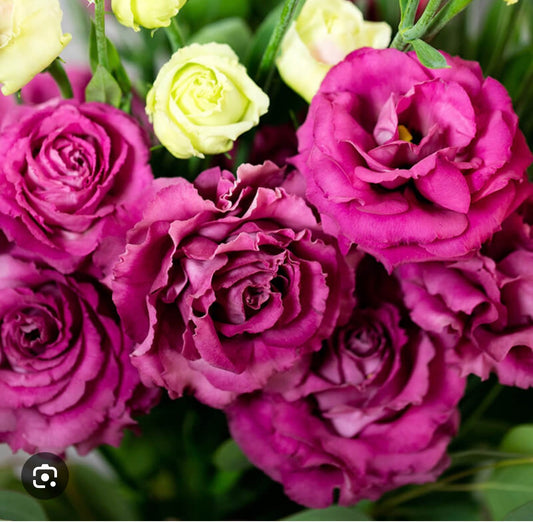 Lisianthus Plant 6-Pack - Voyage II Rose