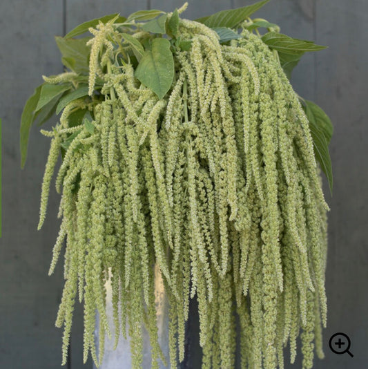 Amaranth - Emerald Green Tassles - SINGLE