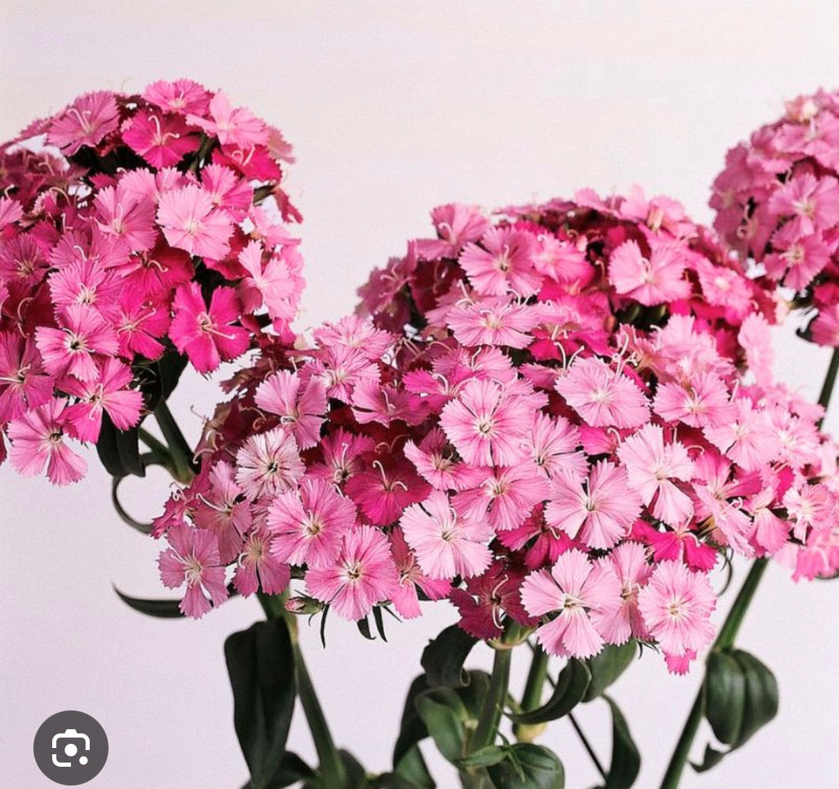 Amazon Rose Magic Dianthus - Plant 6-Pack