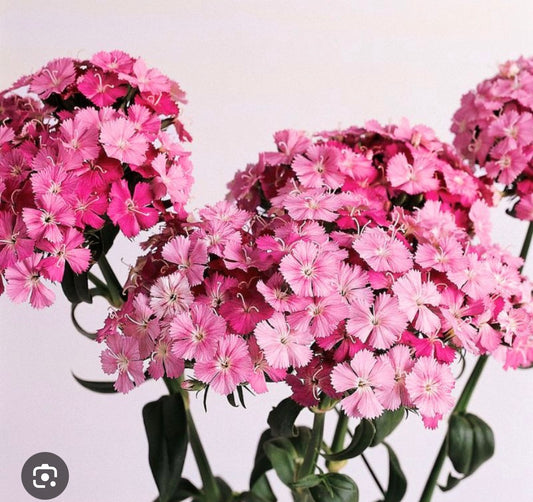 Amazon Rose Magic Dianthus - Plant 6-Pack