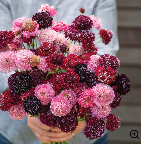 Scabiosa Triple Berry - Plant 6-Pack