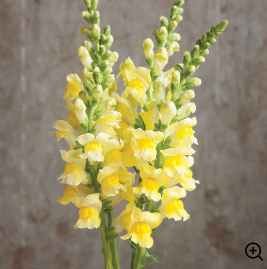 Snapdragon Plant 6-Pack - Potomac Yellow