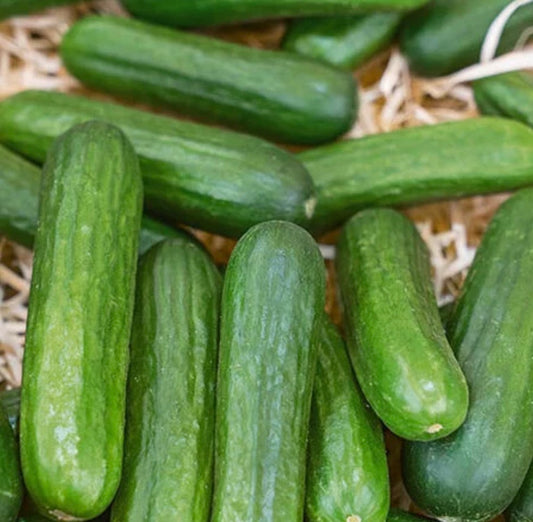 Cucumber Muncher Burpless - SINGLE