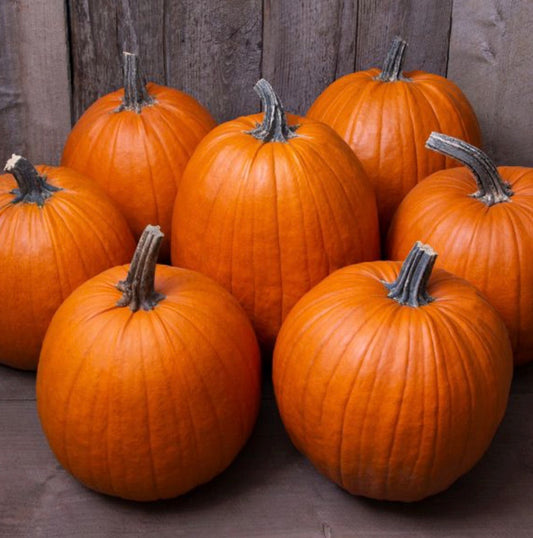 Pumpkin Howden Pumpkin - SINGLE