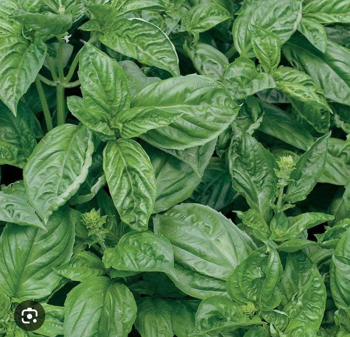 Basil - Romanesco - SINGLE