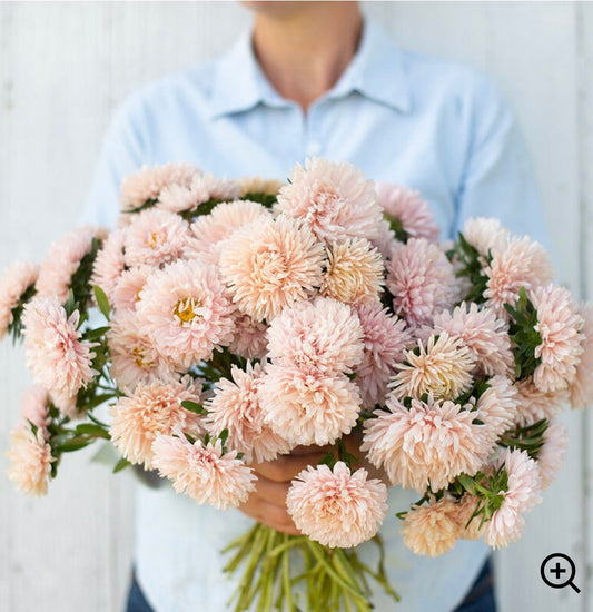 Aster - King Apricot