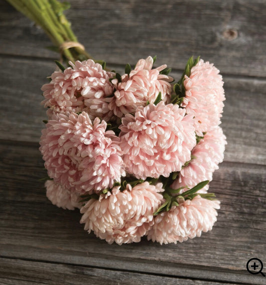 Aster - Tower Chamois