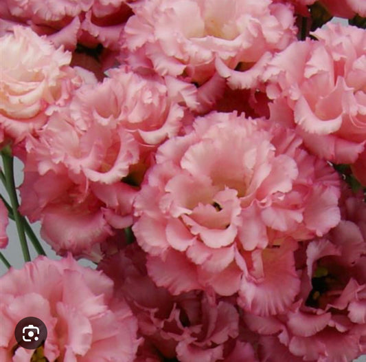 Lisianthus Plant 6-Pack - Celeb Rouge