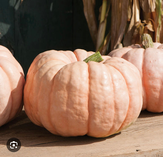 Pumpkin Porcelain Doll - SINGLE