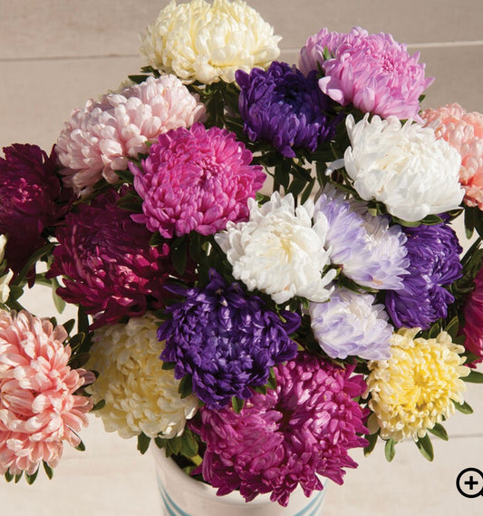 Aster - Cutflower Mix