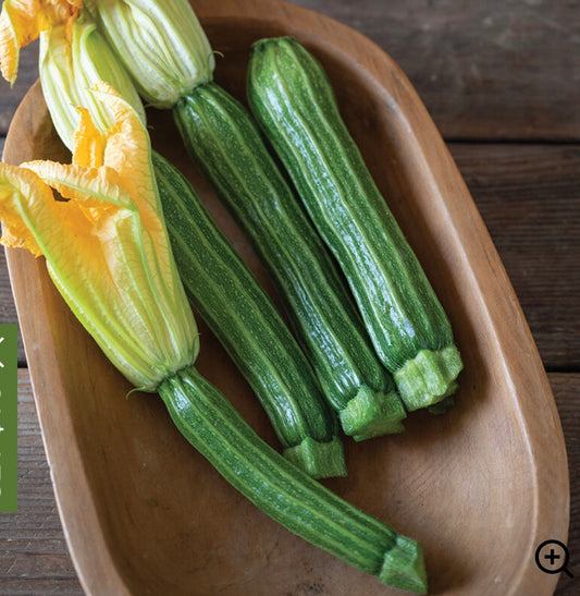 Zucchini Sophy - SINGLE