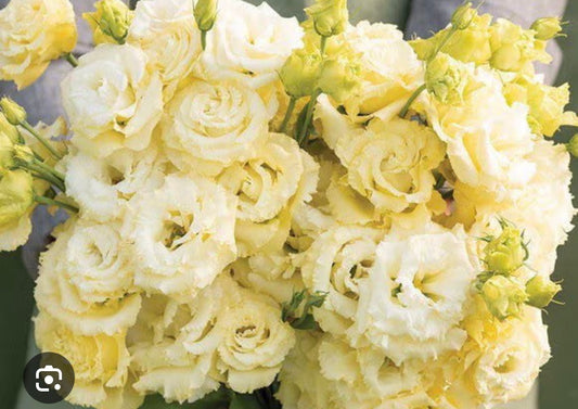 Lisianthus Plant 6-Pack - Voyage II Yellow