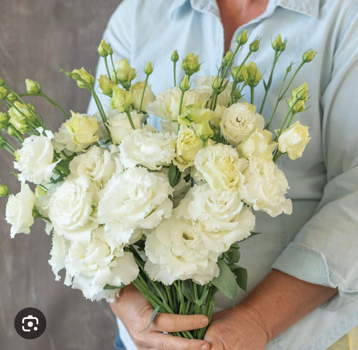 Lisianthus Plant 6-Pack - Voyage II White
