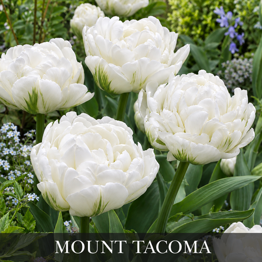 Tulip 'Mount Tacoma’ (10 Bulbs)