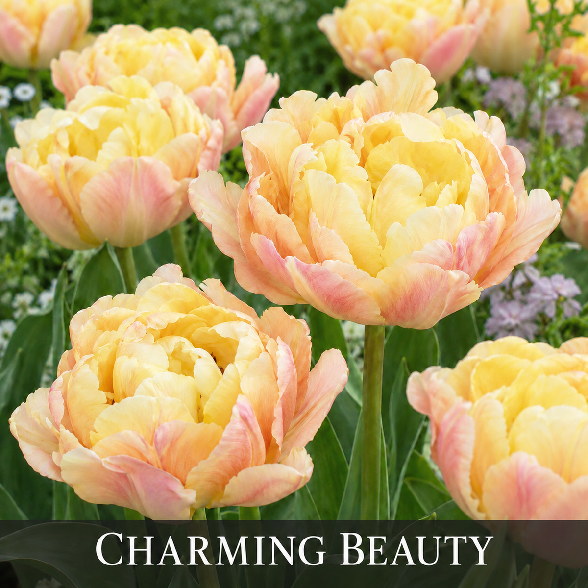 Tulip 'Charming Beauty' (10 Bulbs)