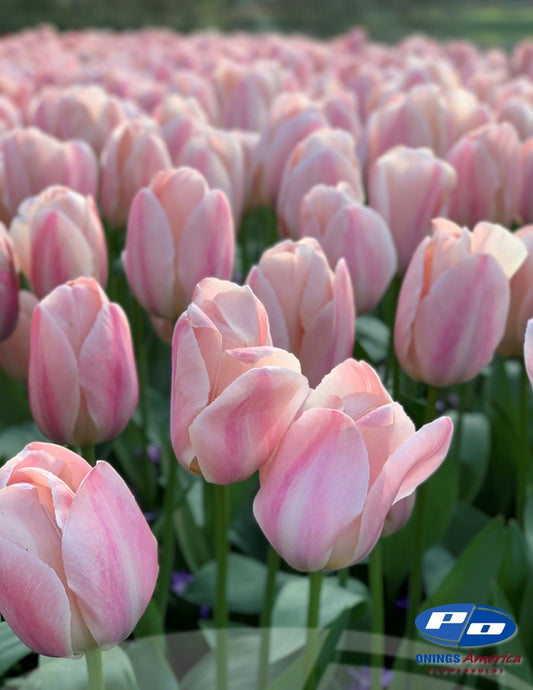 Tulip 'Mystic Van Eijk’ (10 Bulbs)
