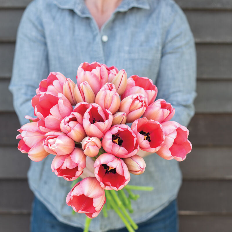 Tulip 'Pink Impression’ (10 Bulbs)