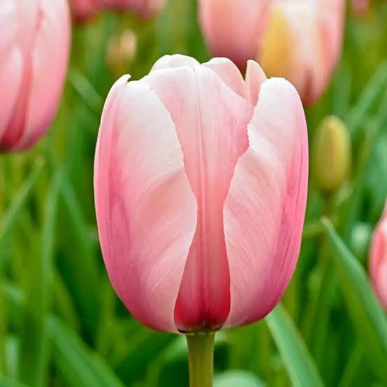 Tulip 'Salmon Impression’ (10 Bulbs)