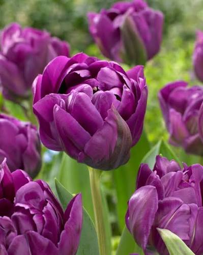 Tulip 'Negrita Double’ (10 Bulbs)