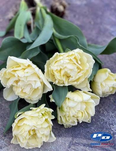 Tulip 'Avante Garde’ (10 Bulbs)