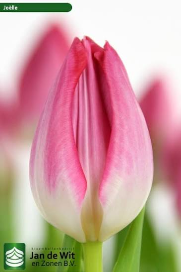 Tulip 'Joelle’ (10 Bulbs)