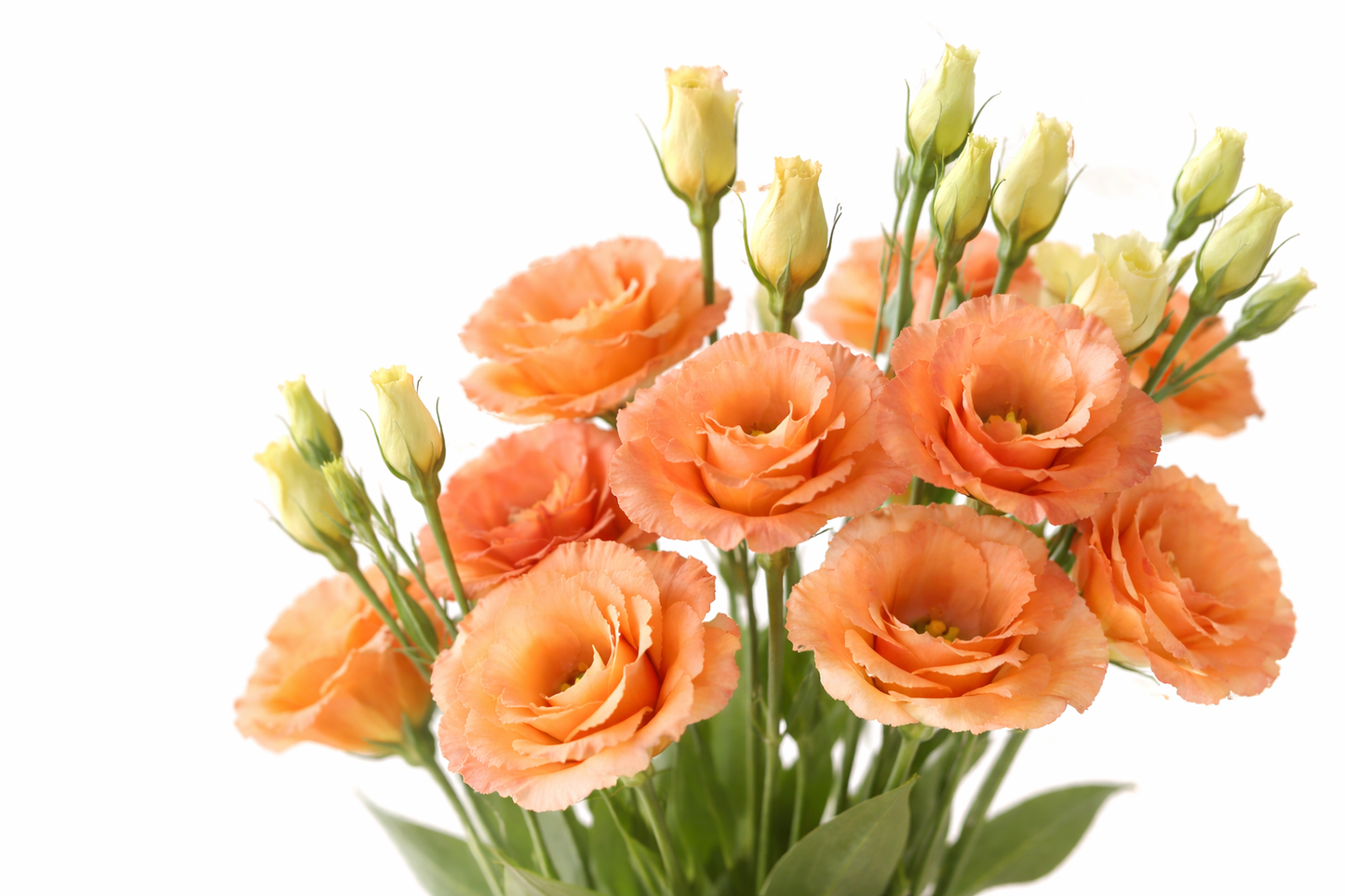 Lisianthus Plant 6-Pack - Sabrina Orange